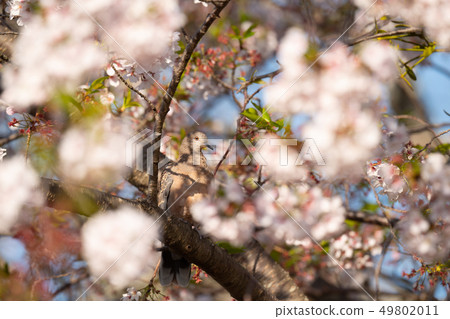 Take a break with cherry blossom trees 49802011