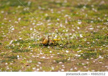 Dandelion and Kawara-hiwa in the park 49802012