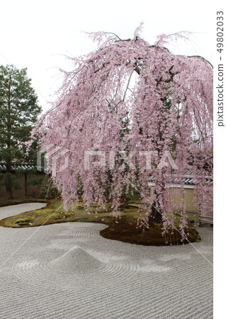 Kodaiji Temple Weeping cherry blossoms Yusan water garden 49802033