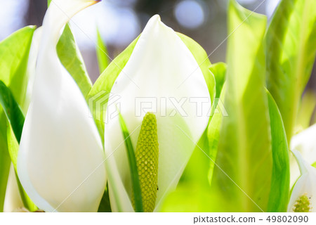 水芭蕉 49802090