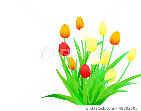 Illustration background of tulips - Stock Illustration [49802305] - PIXTA