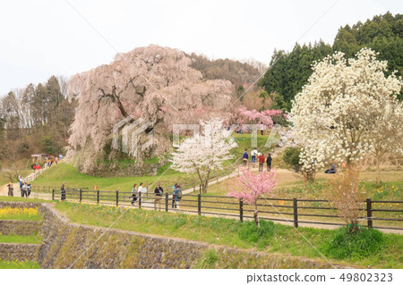 又兵衛櫻 又兵衛櫻 49802323