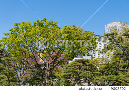 The fresh green of the Imperial Palace Gaien 49802702