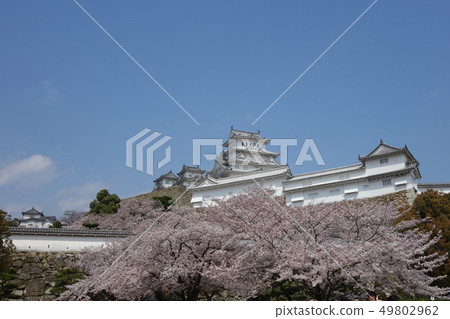 櫻花和城堡 櫻花和城堡 49802962