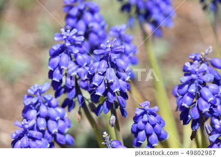 Muscari · Armenian cam Muscari · Armenian cam 49802987