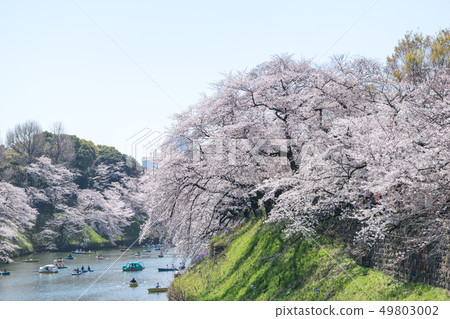 Sakura in full bloom in Chidori-gabuchi, Tokyo 49803002
