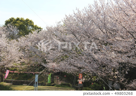Cherry blossoms in Kameike Park 49803268