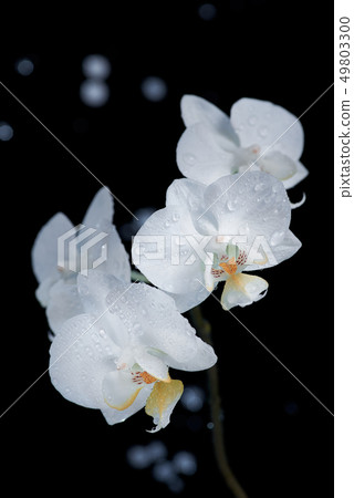 White orchid macro shot isolated on black background White orchid macro shot isolated on black background 49803300