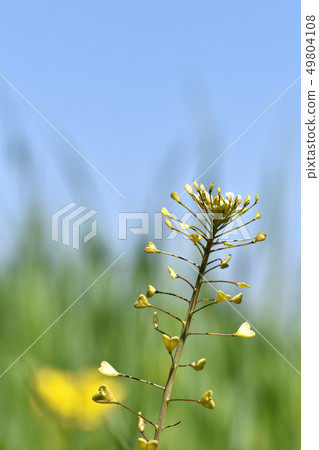 Nazna (Penpen grass) 49804108