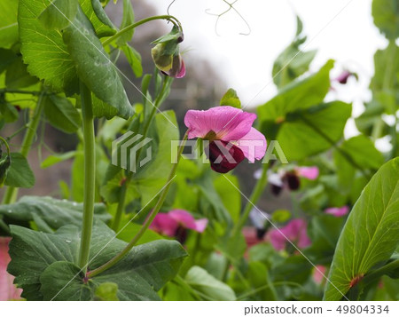 Purple flower of snap pea 49804334