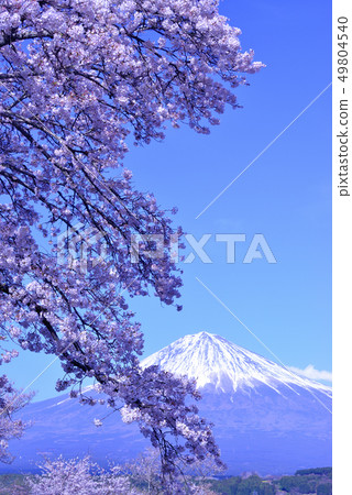富士山和櫻花,從富士宮市的山上看到的春天的花朵 富士山和櫻花,從富士宮市的山上看到的春天的花朵 49804540