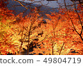 Autumn leaves light up at night 49804719