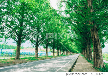 Summer Metasequoia Namiki 49804743