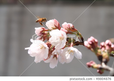 蜜蜂 蜜蜂 49804876