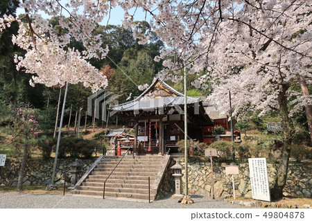 八幡宮在春天 49804878