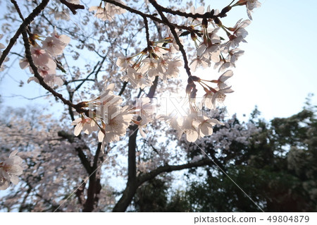 Cherry Blossoms	 49804879