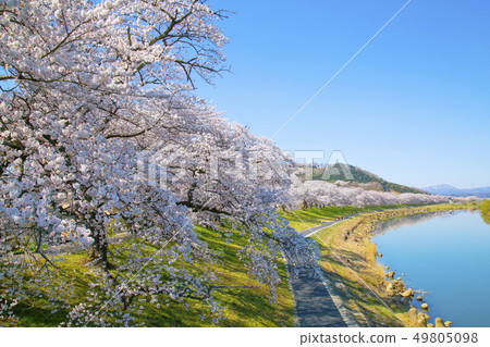 Shiro Ishikawa Ichimokusen Sakura Ichimokusen Sakura Cherry blossom trees Shiro Ishikawa Ichimokusen Sakura Ichimokusen Sakura Cherry blossom trees 49805098