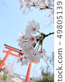 鳥居和櫻花 49805139
