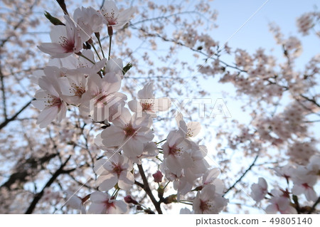 櫻桃樹 49805140