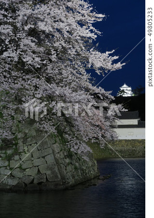 彥根城和櫻花的夜景 49805233