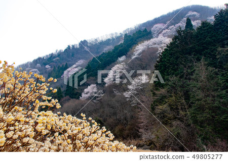 Scenery of Sayo town Okunagaya 49805277
