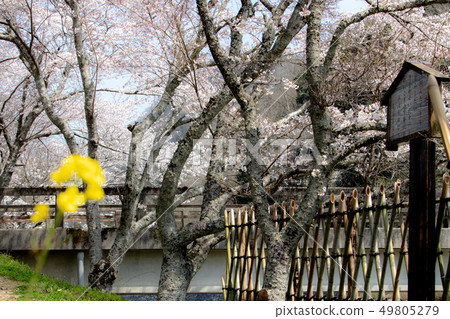 Cherry blossoms that bloom in the ground of Musashi Miyamoto 49805279