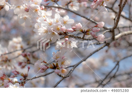 櫻桃樹 49805280