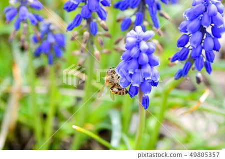 穆斯卡里和蜜蜂 穆斯卡里和蜜蜂 49805357