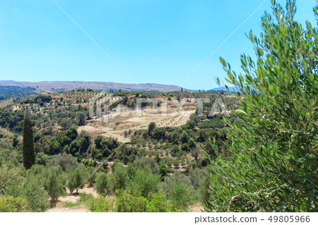 Olive plantation in Crete, the island of olive trees. 49805966
