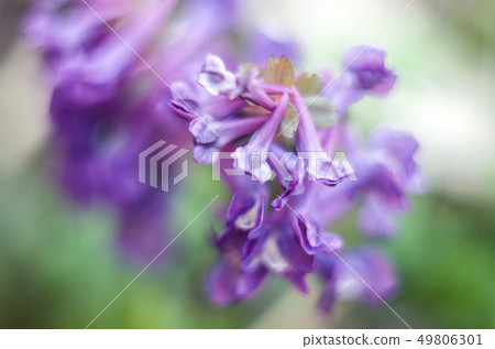 Corydalis solida, the first spring flowers of the Corydalis solida, the first spring flowers of the 49806301