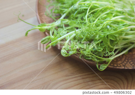 Seedlings of peas on an earthenware plate Seedlings of peas on an earthenware plate 49806302
