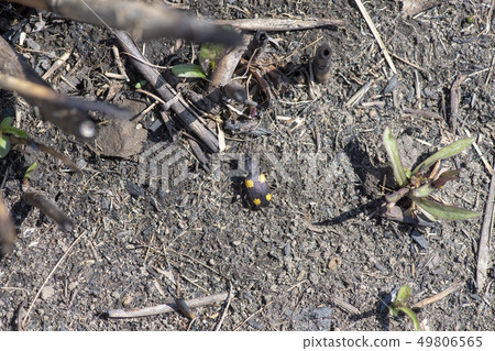 Blue-tailed bearworm 49806565