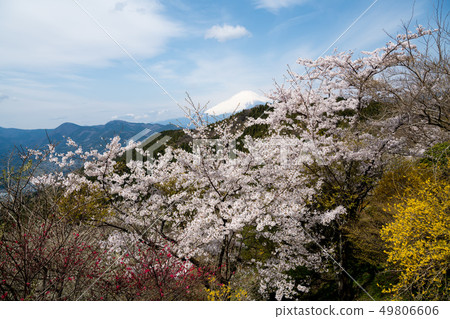 櫻花和富士山 櫻花和富士山 49806606