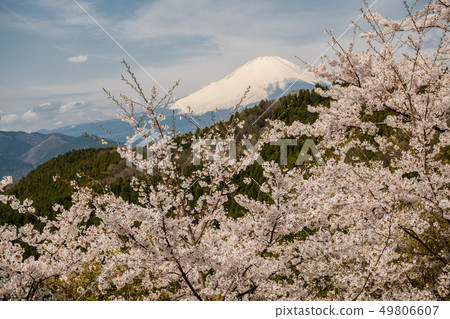 櫻花和富士山 49806607