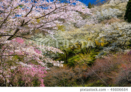 Peach Blossom 49806684