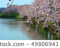 柳川的櫻花 49806941