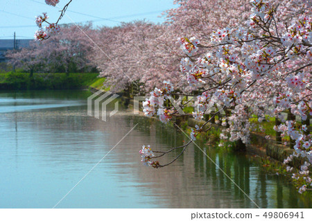 柳川的櫻花 柳川的櫻花 49806941