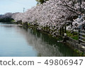 柳川櫻花2 49806947