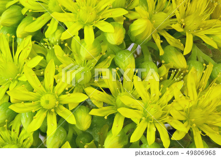 [Flower of the black method] (depth composition) 49806968