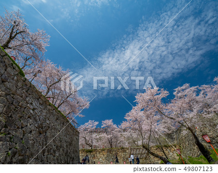 Tsuyama Castle ruins famous for cherry blossoms Tsuyama Castle ruins famous for cherry blossoms 49807123