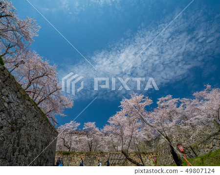 Tsuyama Castle ruins famous for cherry blossoms Tsuyama Castle ruins famous for cherry blossoms 49807124