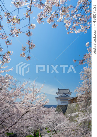 Tsuyama Castle ruins famous for cherry blossoms Tsuyama Castle ruins famous for cherry blossoms 49807153