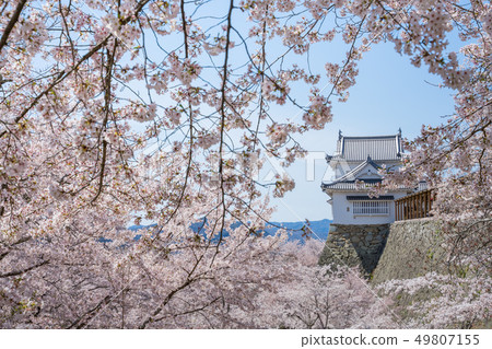 Tsuyama Castle ruins famous for cherry blossoms 49807155