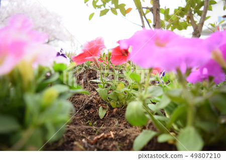 開花在庭院裡的喇叭花花 49807210