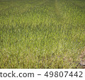 Grass 49807442