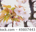 Cherry Blossoms	 49807443