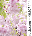 Cherry Blossoms	 49807444