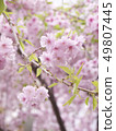 Cherry Blossoms	 49807445