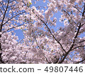 Cherry Blossoms	 49807446