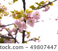 Cherry Blossoms	 49807447